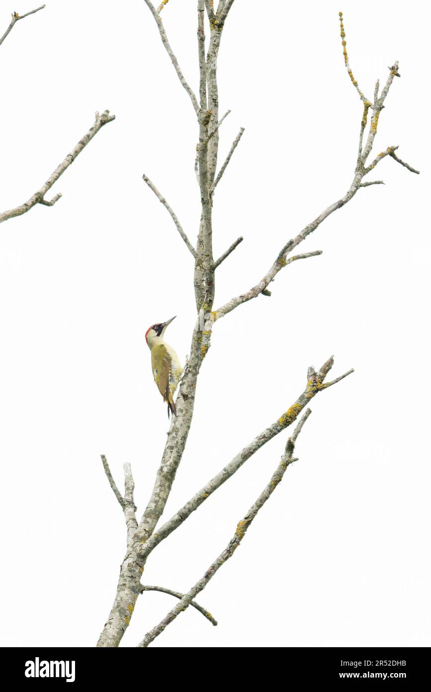 Green Woodpecker (Picus viridis) hoch oben auf dem toten Zweig Norfolk UK GB Mai 2023 Stockfoto