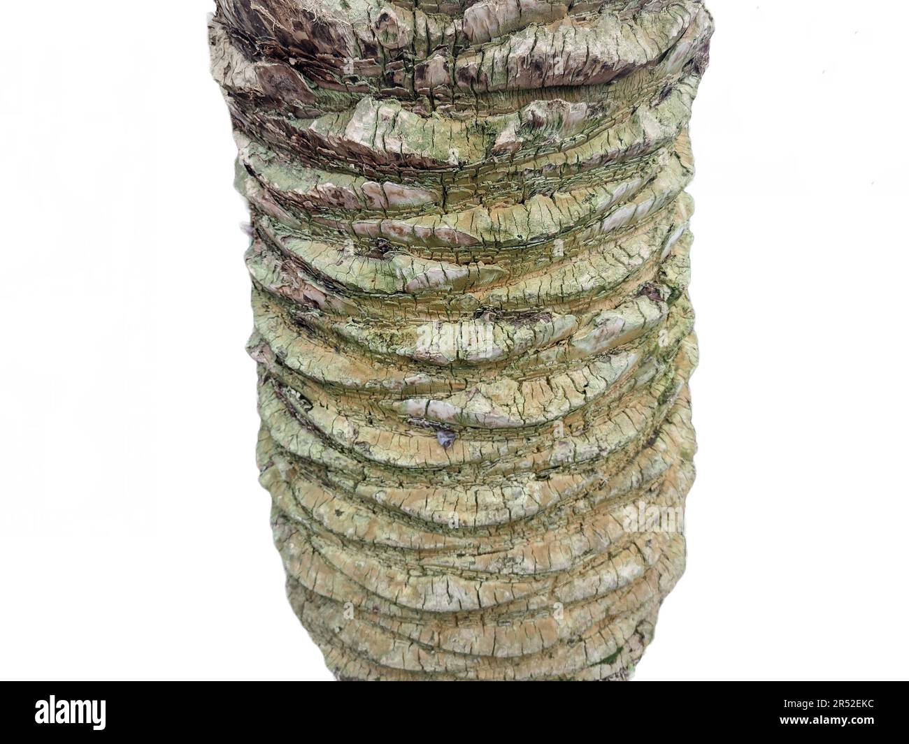 Der Stamm einer Palme, isoliert auf weiß Stockfoto