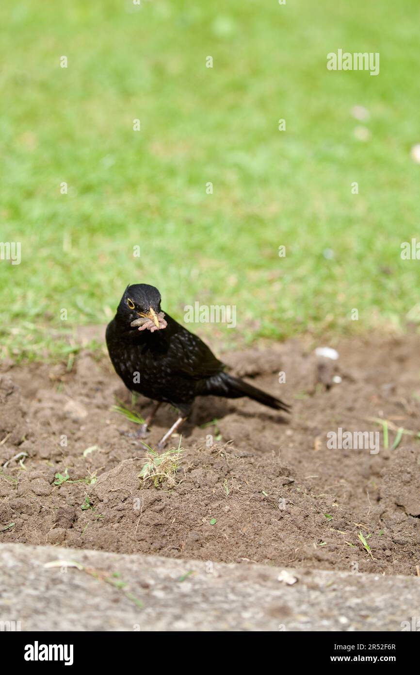 Der Amsel (Turdus Marula) ist ein Gartenbesucher, der in der Nähe von Menschen recht zahm ist, insbesondere wenn die Person den Boden umdreht, hier gesehen mit einem Stockfoto