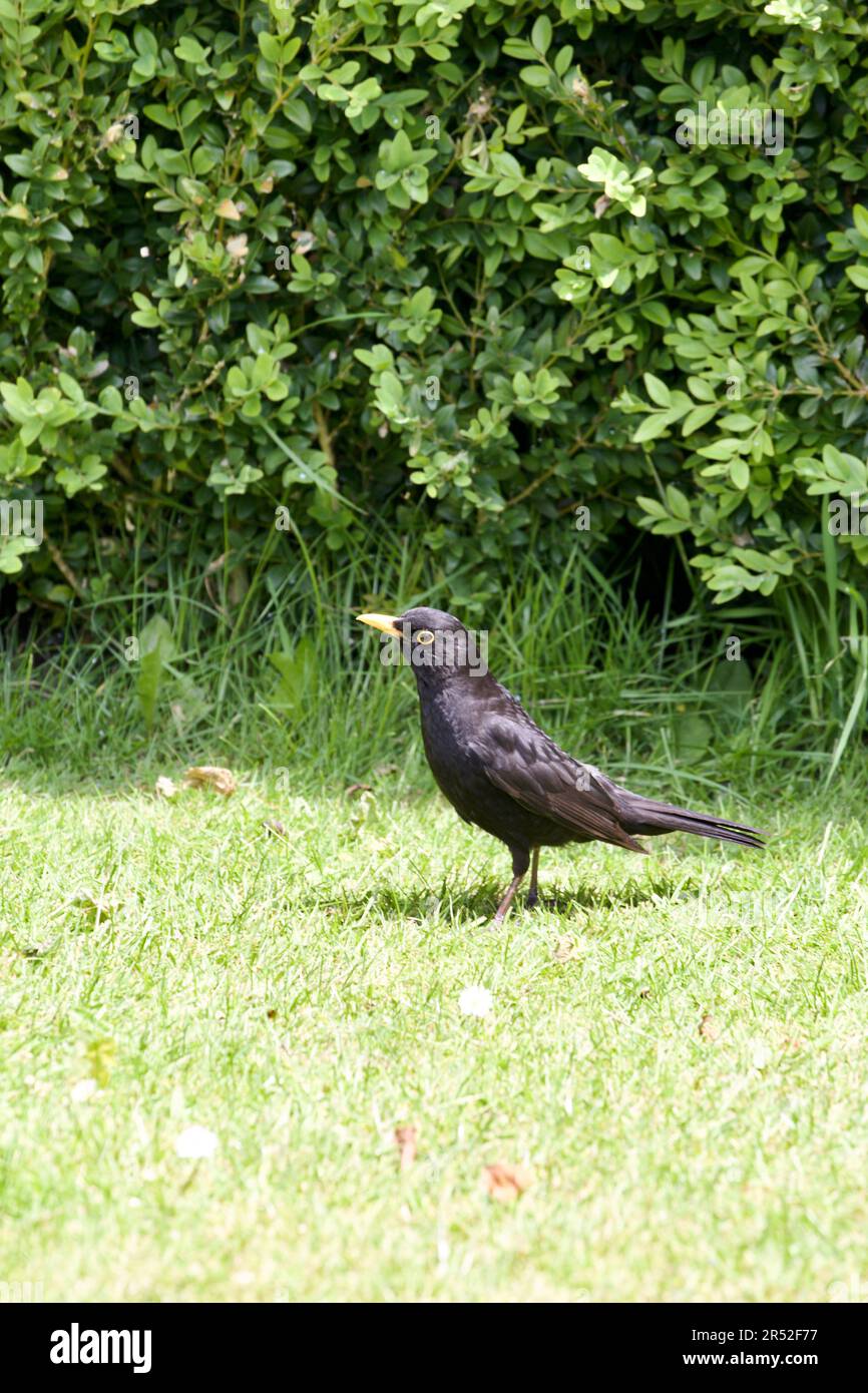 Der Amsel (Turdus Marula) ist ein Gartenbesucher, der in der Nähe von Menschen recht zahm ist, insbesondere wenn die Person den Boden umdreht. Stockfoto