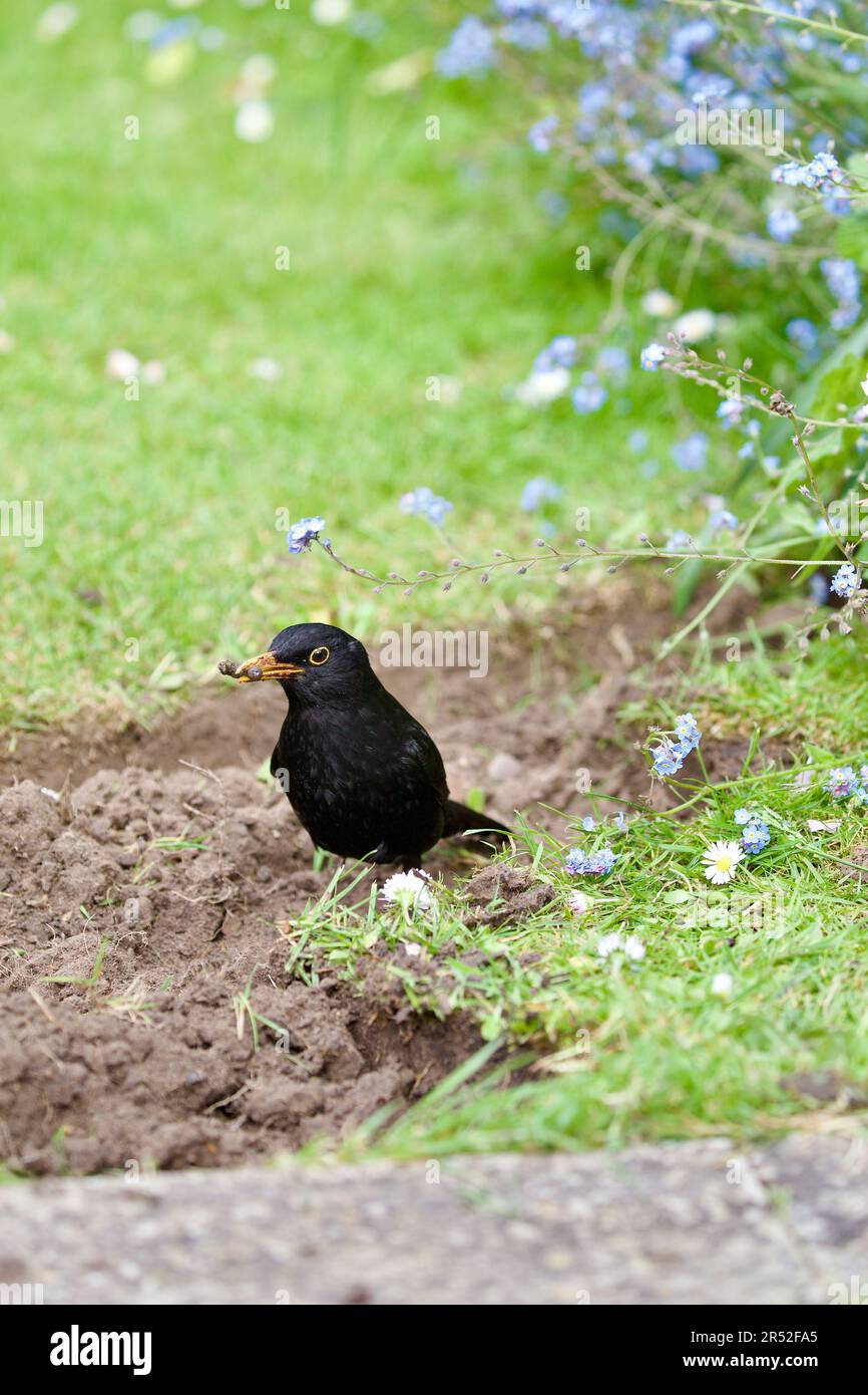 Der Amsel (Turdus Marula) ist ein Gartenbesucher, der in der Nähe von Menschen recht zahm ist, insbesondere wenn die Person den Boden umdreht, hier gesehen mit einem Stockfoto