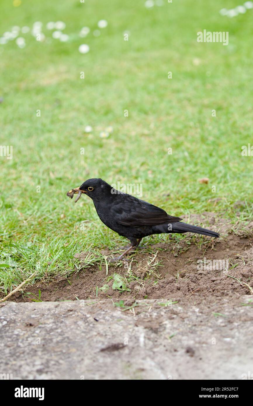 Der Amsel (Turdus Marula) ist ein Gartenbesucher, der in der Nähe von Menschen recht zahm ist, insbesondere wenn die Person den Boden umdreht, hier gesehen mit einem Stockfoto