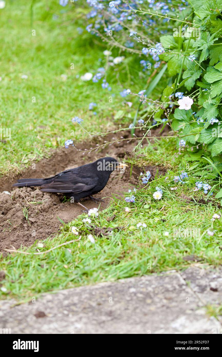 Der Amsel (Turdus Marula) ist ein Gartenbesucher, der in der Nähe von Menschen recht zahm ist, insbesondere wenn die Person den Boden umdreht, hier gesehen mit einem Stockfoto