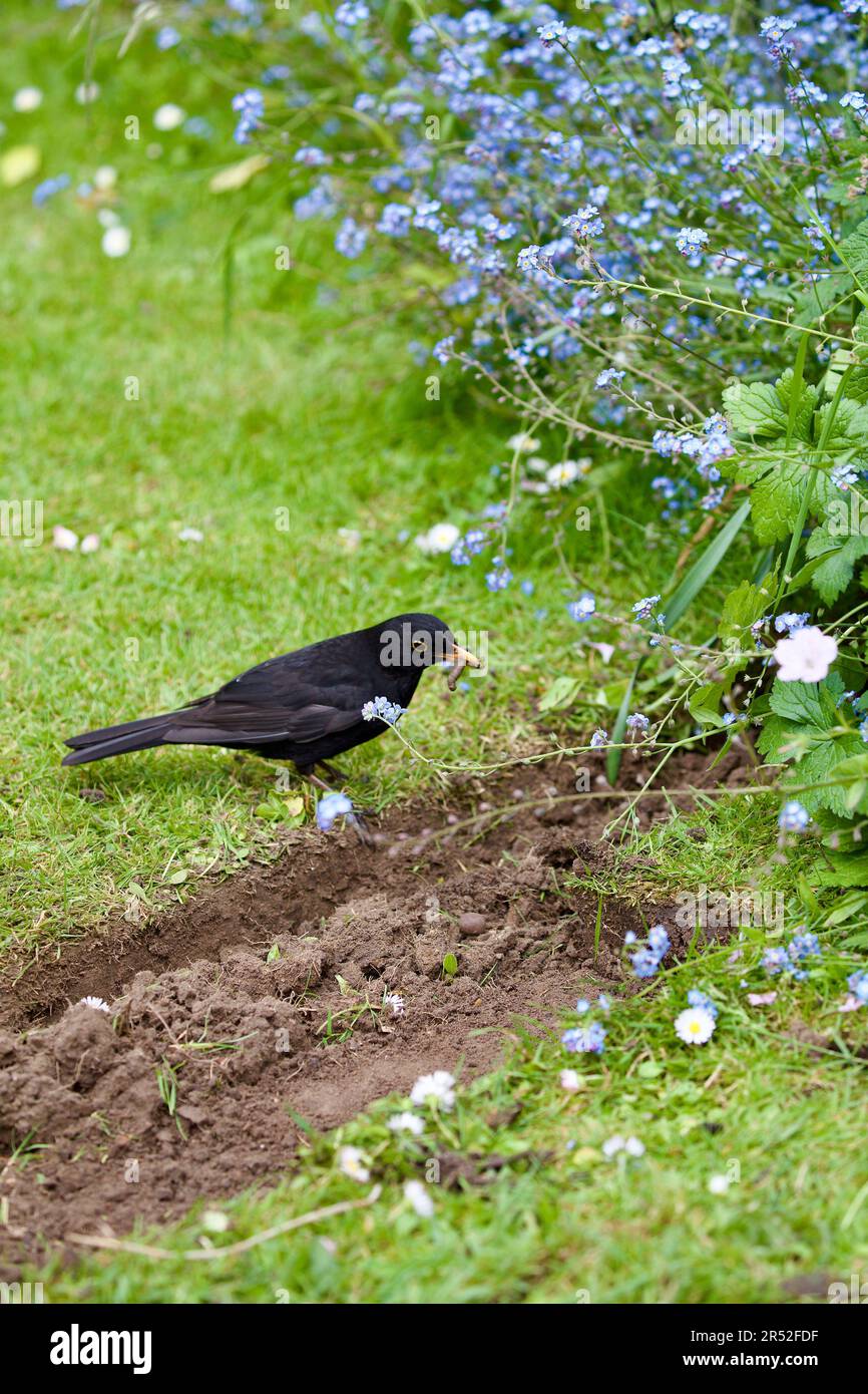 Der Amsel (Turdus Marula) ist ein Gartenbesucher, der in der Nähe von Menschen recht zahm ist, insbesondere wenn die Person den Boden umdreht, hier gesehen mit einem Stockfoto