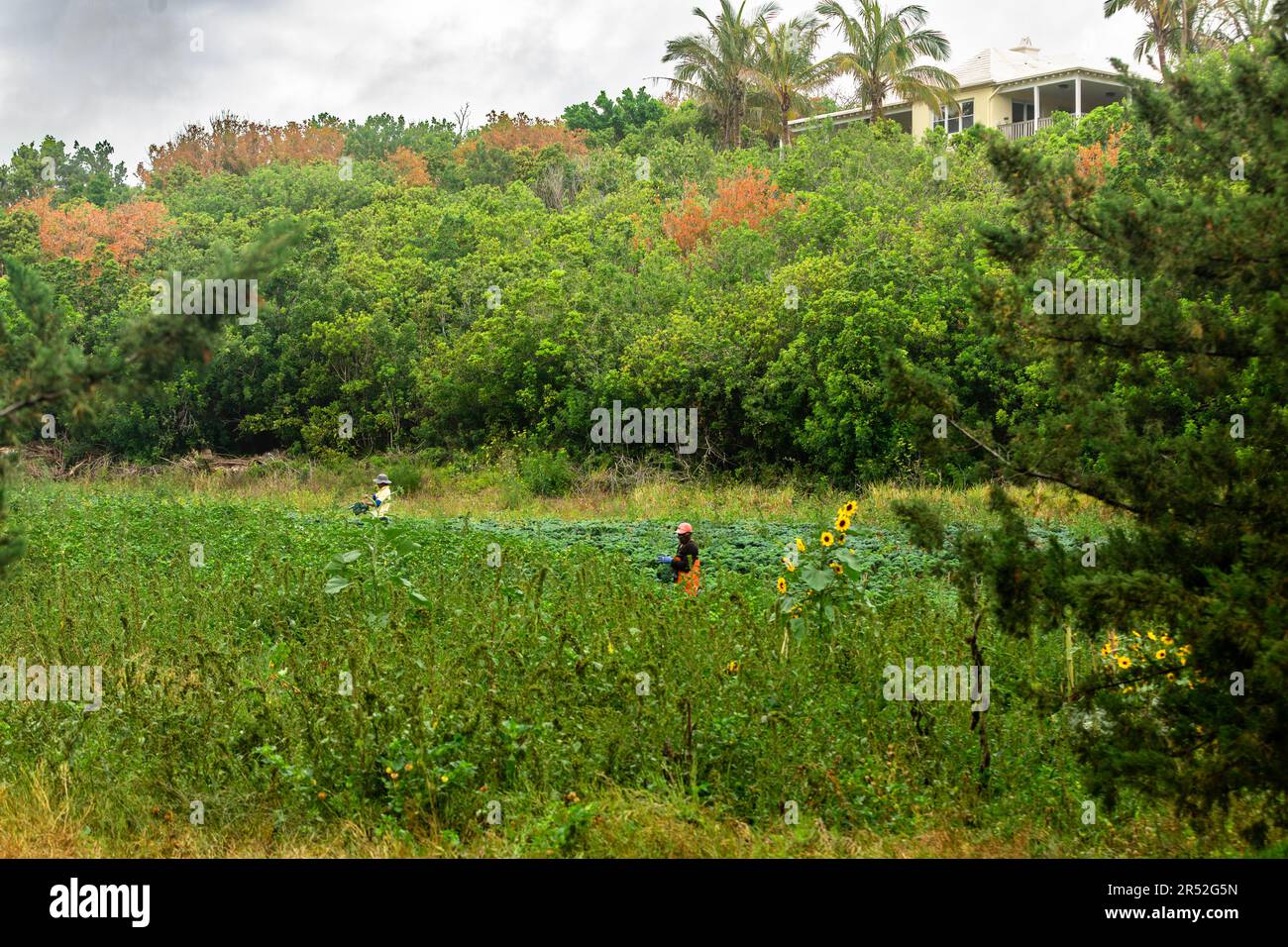Landarbeiter pflücken Grünkohl in einem kleinen landwirtschaftlichen Betrieb in der Gemeinde Paget auf Bermuda. Stockfoto