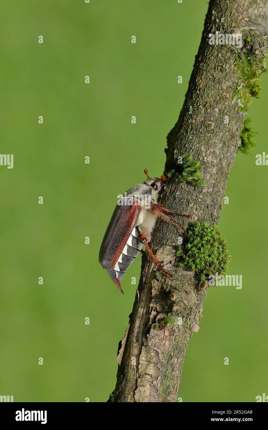 Maiskäfer, Feldhahnenkäfer (Melolontha melolontha), weiblich auf einem mit Moos bedeckten Ast, Wilden, Nordrhein-Westfalen, Deutschland Stockfoto