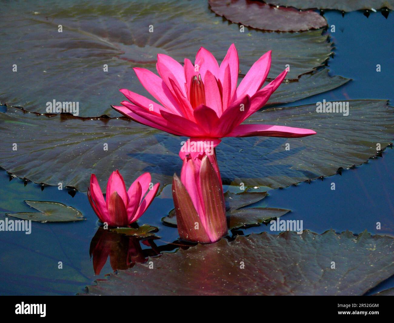 Zoologischer Botanischer Garten, Wilhelma Stuttgart, Wasserlilie (Nymphaea Colorata) Teich, bunte Wasserlilie, Blauer Nillilie Stockfoto