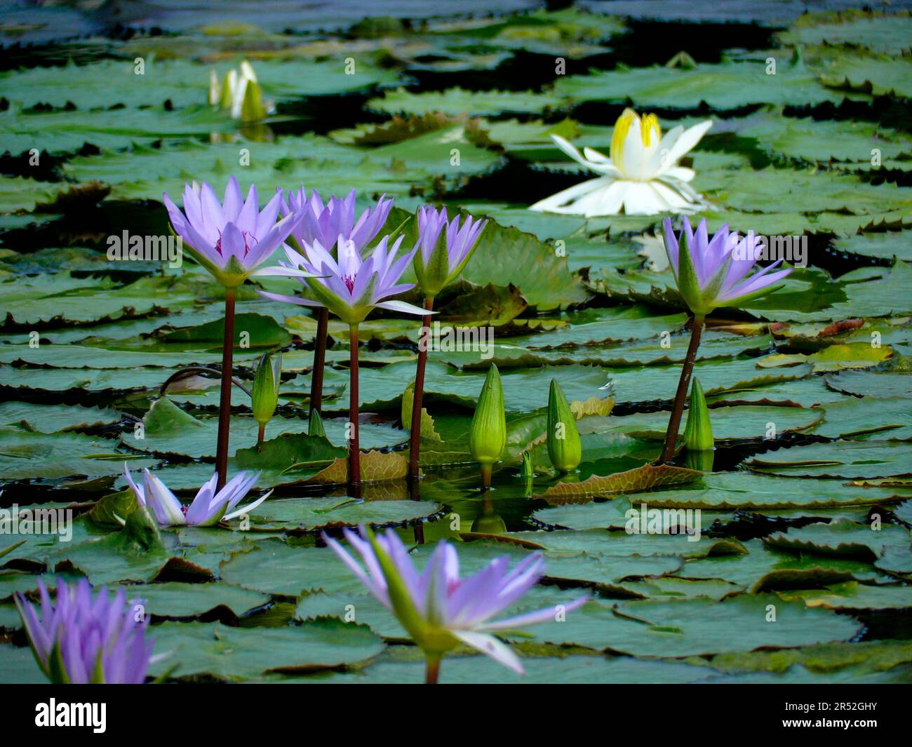 Zoologischer botanischer Garten Wilhelma Stuttgart, Wasserlilien-Teich, Wasserlilien-Wasserlilien (Serie monet) (Nymphea) capensis Stockfoto