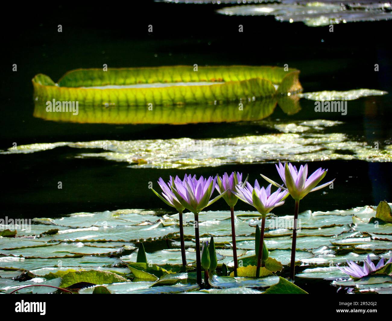 Zoologischer botanischer Garten Wilhelma Stuttgart, Wasserlilien-Teich, Wasserlilien-Wasserlilien (Serie monet) (Nymphea) capensis Stockfoto