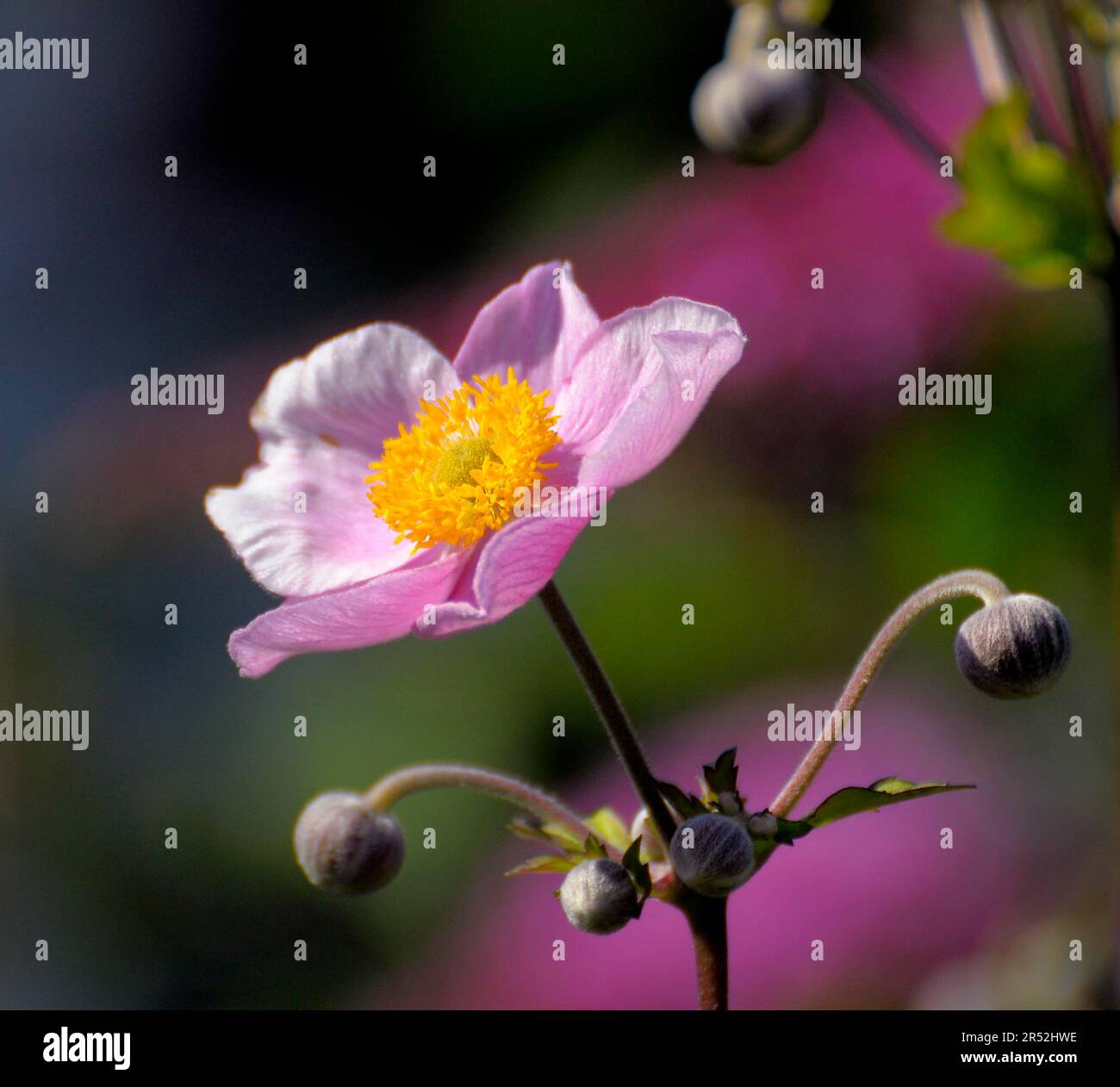 Japanische Anemone mit rosa Blüten im Garten Stockfoto