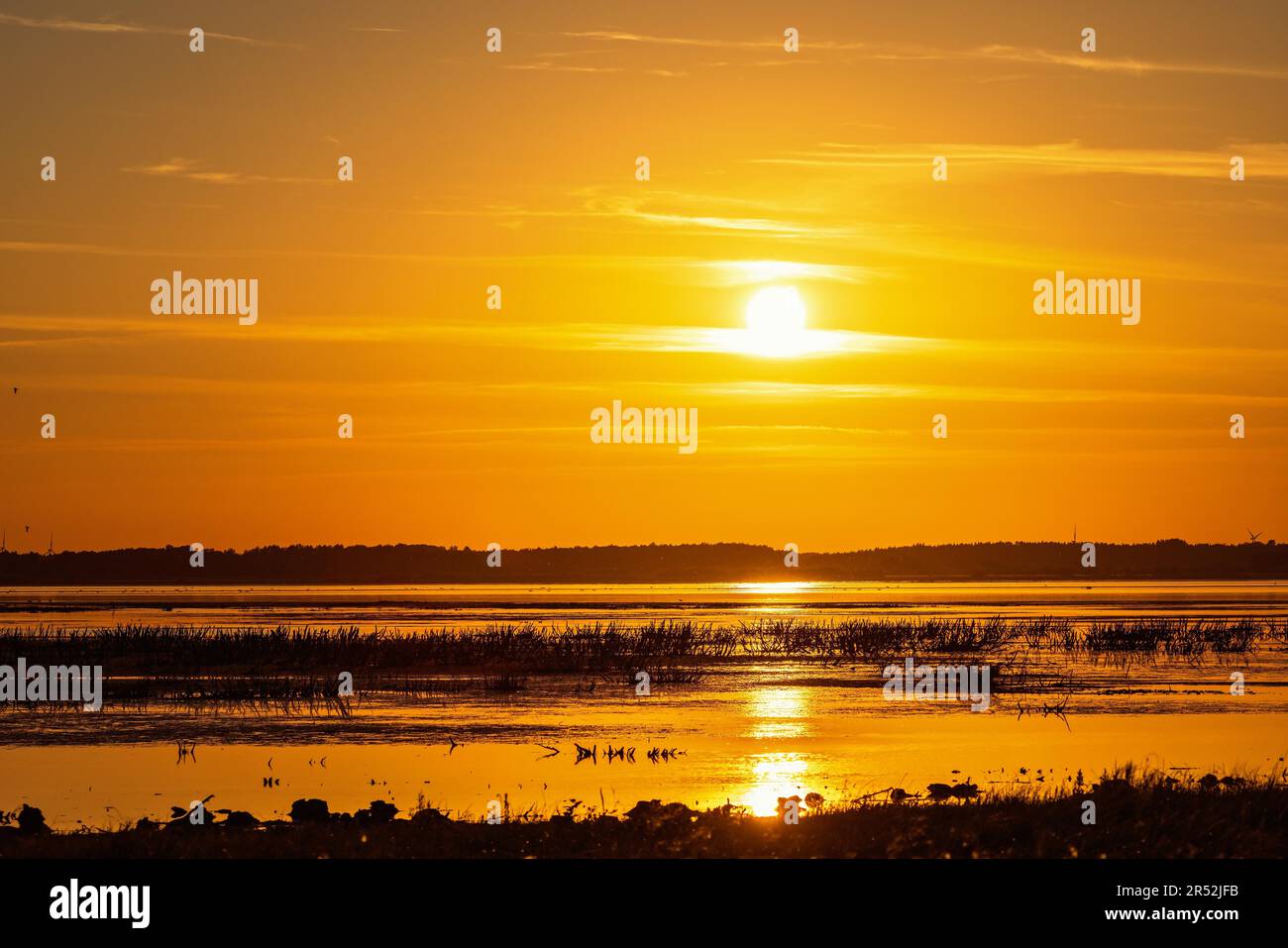 Sonnenuntergang am See im Sommer, Hornborgasjoen, Schweden Stockfoto