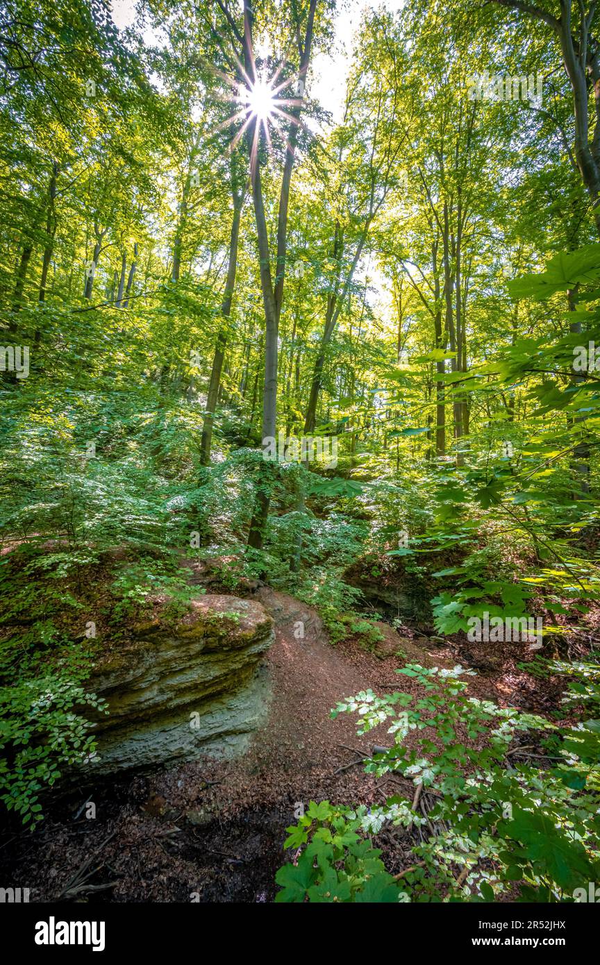 Kalksteinfelsen im Mischwald am Burschenplatz im Rautalwaldgebiet mit Sonnenstern im Sommer, Jena, Thüringen, Deutschland Stockfoto