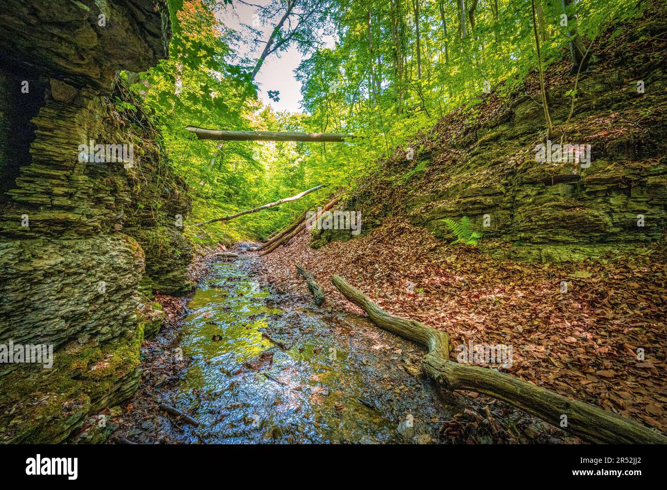 Kleiner Fluss, der im gemischten Wald zwischen Kalksteinfelsen fließt im Rautal-Waldgebiet bei Sommersonne, Jena, Thüringen, Deutschland Stockfoto