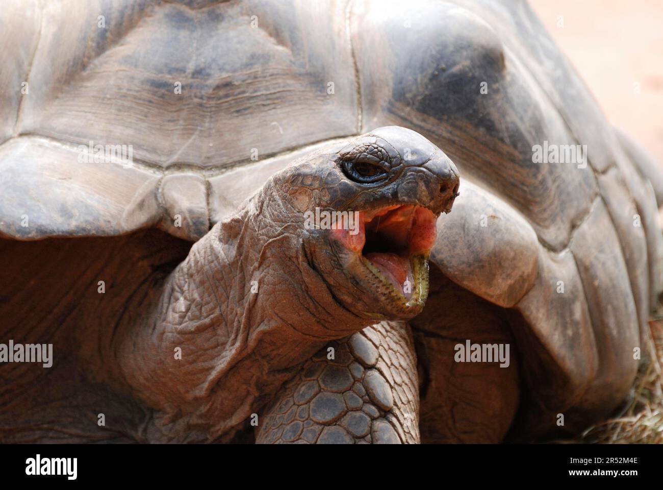 Riesige Schildkröte mit offenem Mund Stockfoto