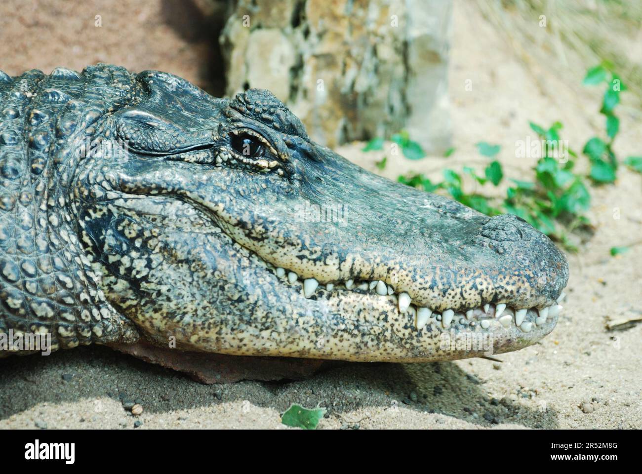 Porträt eines gefährlichen Alligators Stockfoto