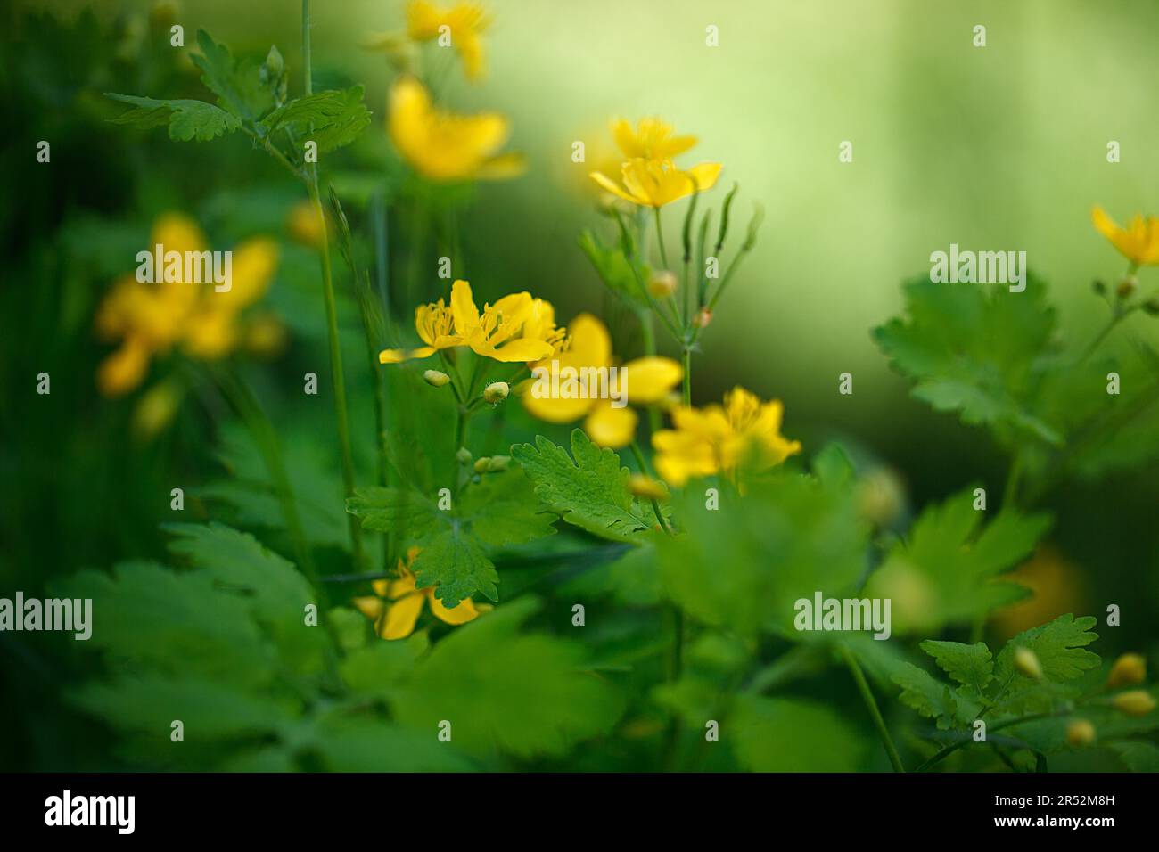 Gelbe Butterblumen auf einer Sommerwiese Stockfoto