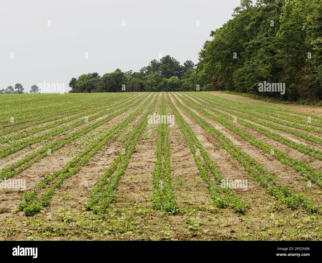 Reihen von Junggemüse, die auf einem gepflügten Ackerfeld auf einem Bauernhof in Süd-Alabama, USA, angebaut werden. Stockfoto