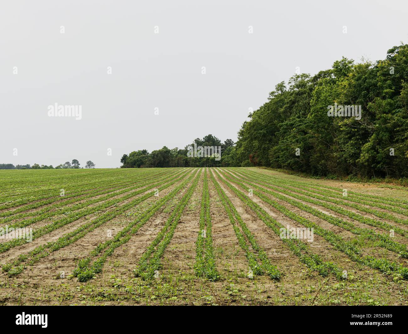 Reihen von Junggemüse, die auf einem gepflügten Ackerfeld auf einem Bauernhof in Süd-Alabama, USA, angebaut werden. Stockfoto