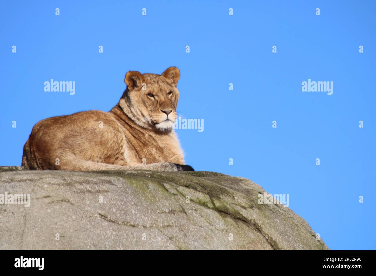 Löwin auf einem Felsen, die die Sonne genießt Stockfoto