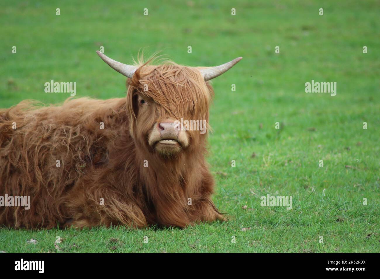 highland-Rinder auf der Weide Stockfoto