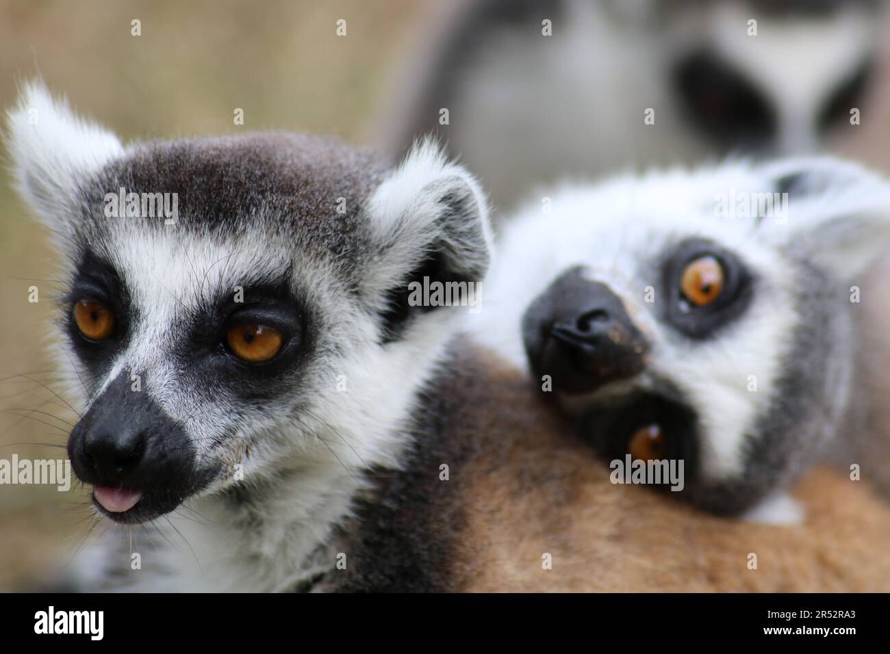 Porträt von Ringschwanzlemuren Stockfoto