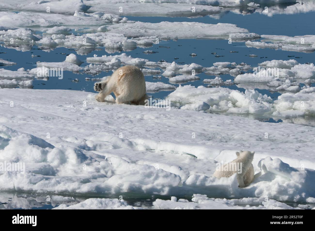 Eisbär (Thalassarctos maritimus), weiblich und jung, Jagd auf Ringrobben (Phoca hispida), Spitsbergen, Svalbard-Archipel, Barentssee, Polar Stockfoto