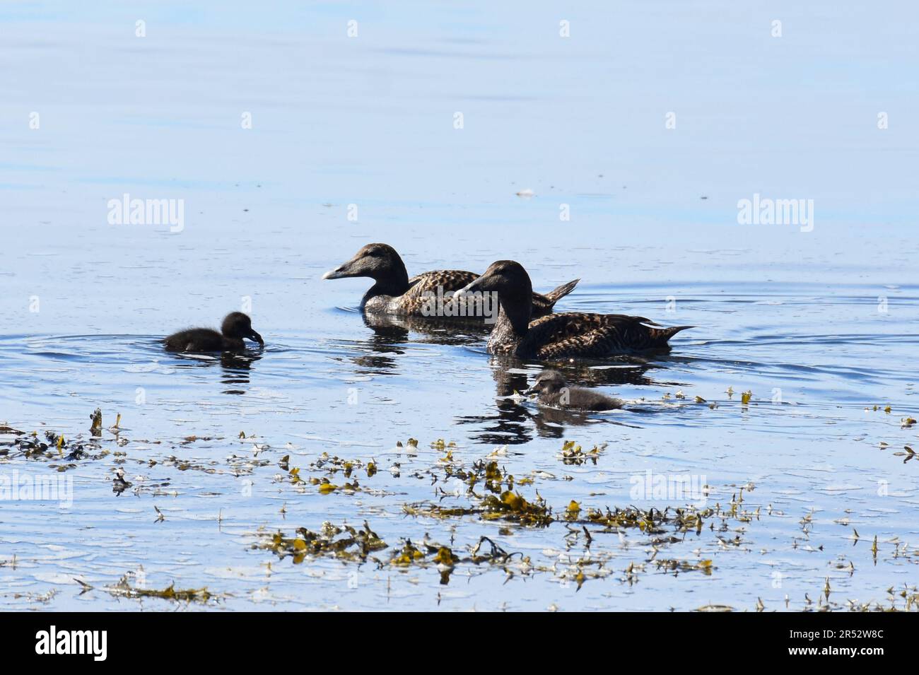 Eider Ente Somateria Mollissima weiblich schwimmend mit Huhn Stockfoto