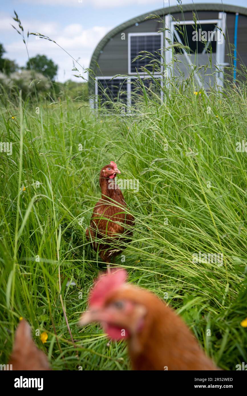 Die Ducks Hill Farm ist eine Eierfarm in Northwood in der Nähe von London, die ihre Eier an