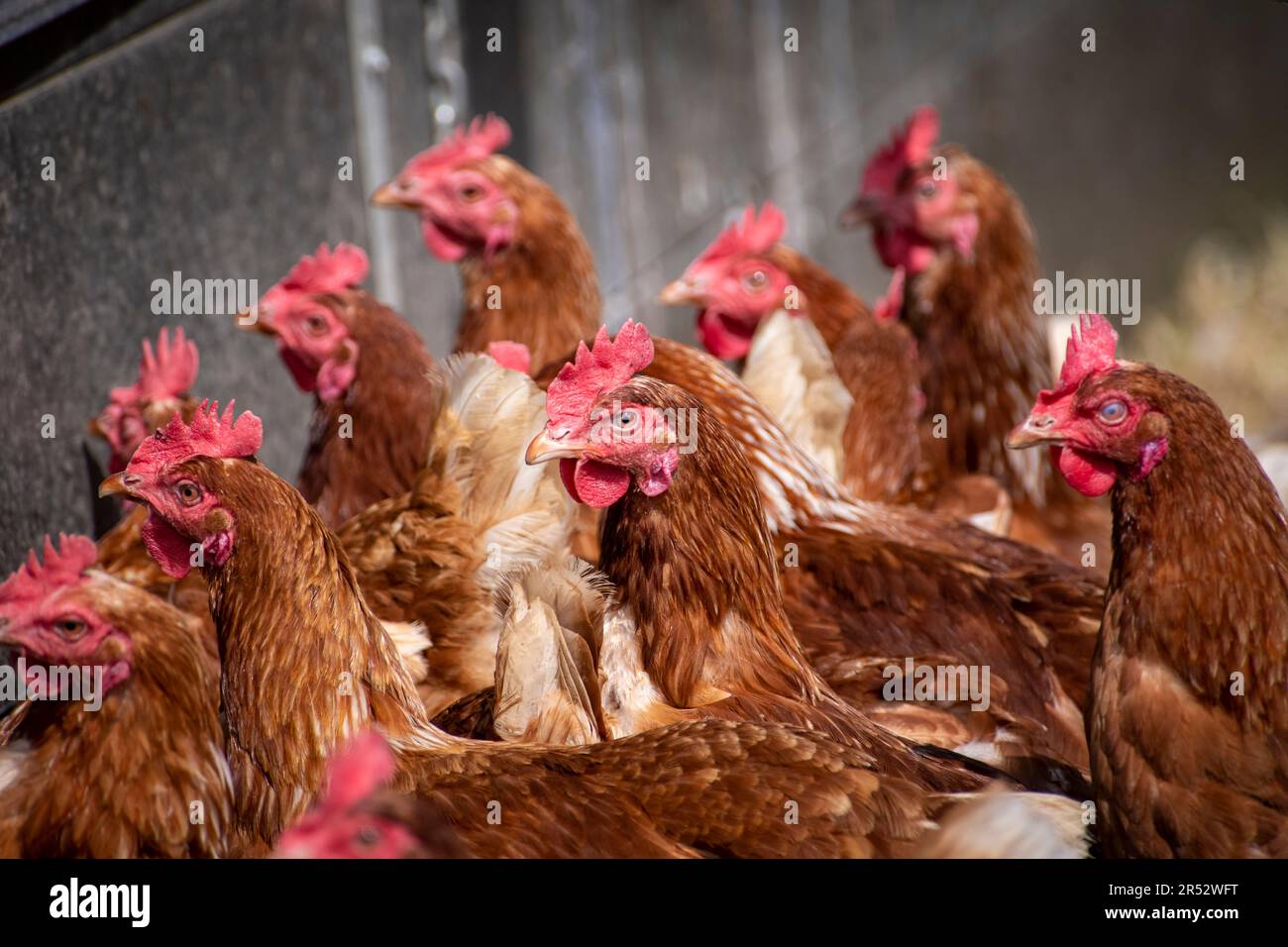 Die Ducks Hill Farm ist eine Eierfarm in Northwood in der Nähe von London, die ihre Eier an