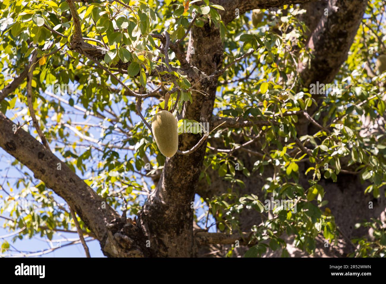 Baobab-Bäume brauchen mindestens 20 Jahre, um Früchte zu tragen, also werden sie nicht kommerziell angebaut. Die Baobab-Frucht ist von großer Bedeutung. Es ist reich an Vitamin C, Kalium und anderen wertvollen Nährstoffen. Früchte des Baobab-Baumes in Kasankha, Malawi Stockfoto