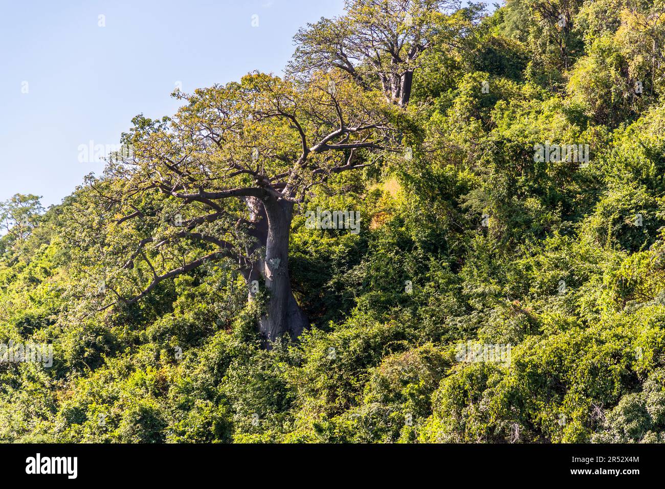 Mächtige Baobab-Bäume (Adansonia digitata) wachsen auch im dichten Wald am Ufer des Malawisees nahe Kasankha, Malawi. Der Baobab benötigt mindestens zwanzig Jahre, bevor er zum ersten Mal Früchte trägt. Stockfoto