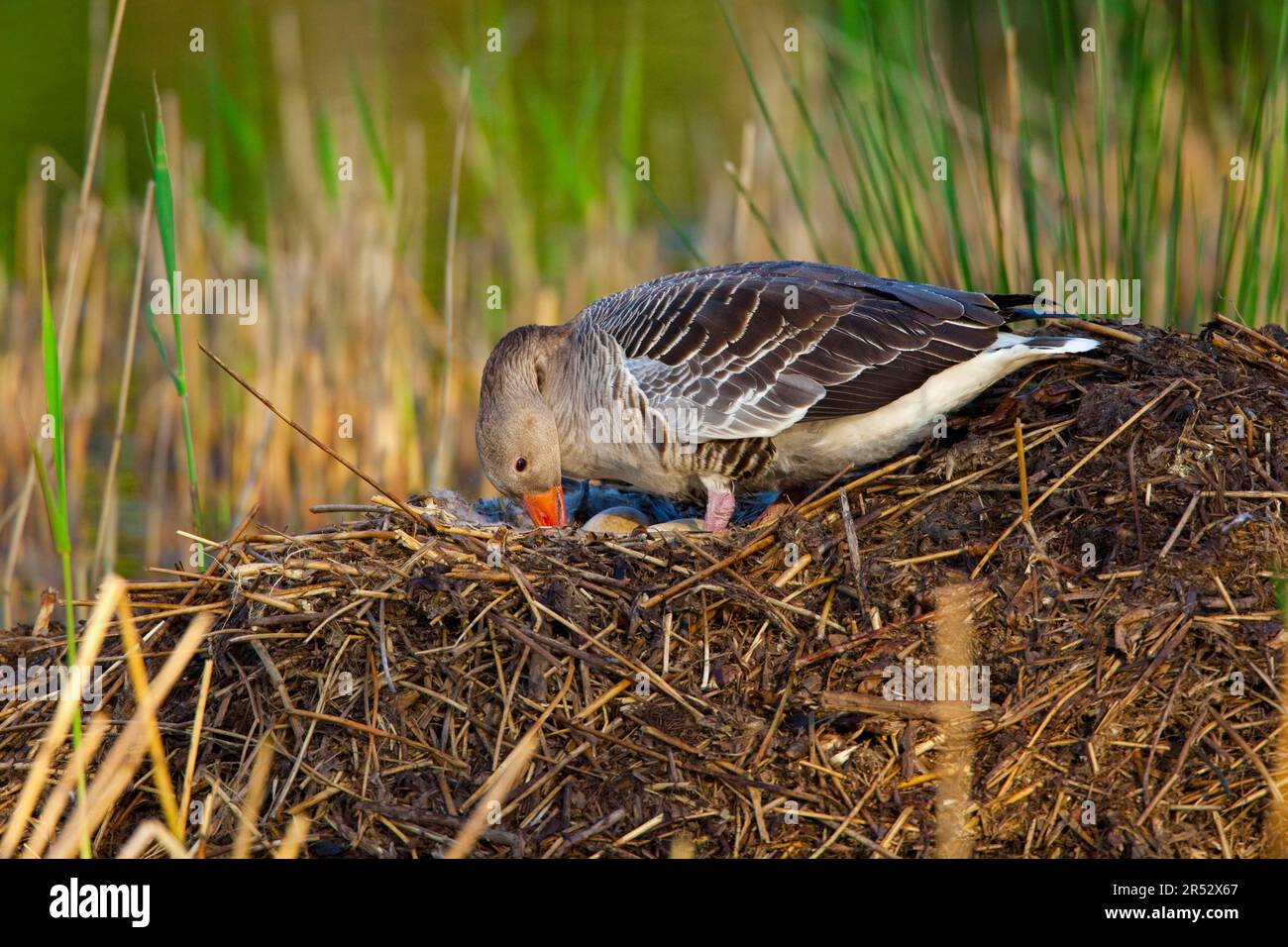 Greylag Goose (Anser anser) on Nest, Nordrhein-Westfalen, Deutschland Stockfoto