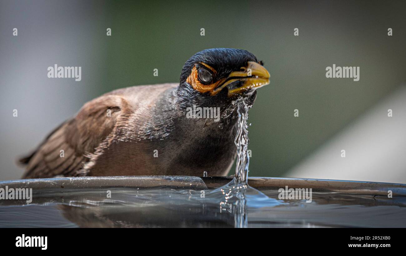 Isoliertes Nahporträt eines einzelnen reifen gewöhnlichen/indischen Myna-Vogels, der an einem heißen Sommertag in seiner häuslichen Umgebung kaltes Wasser trinkt Stockfoto
