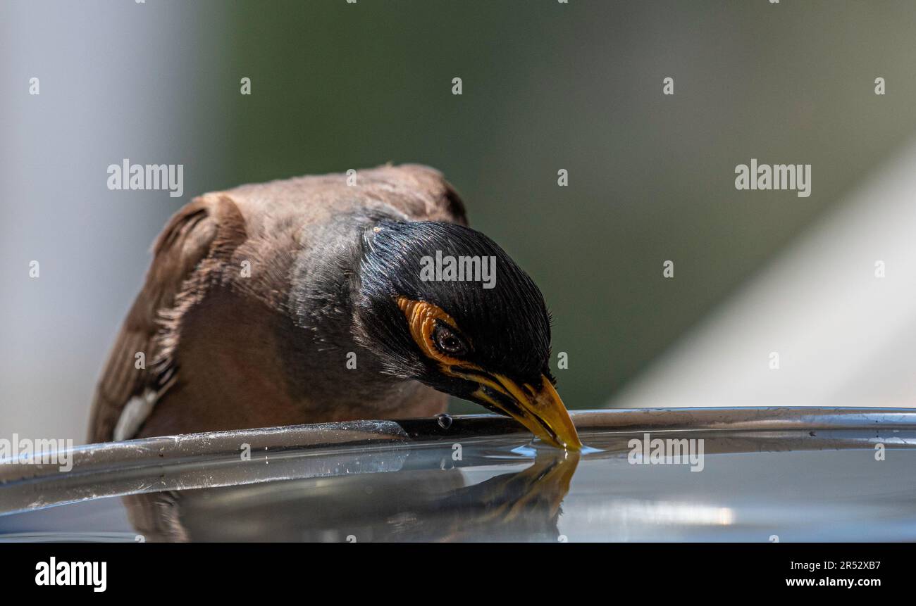 Isoliertes Nahporträt eines einzelnen reifen gewöhnlichen/indischen Myna-Vogels, der an einem heißen Sommertag in seiner häuslichen Umgebung kaltes Wasser trinkt Stockfoto