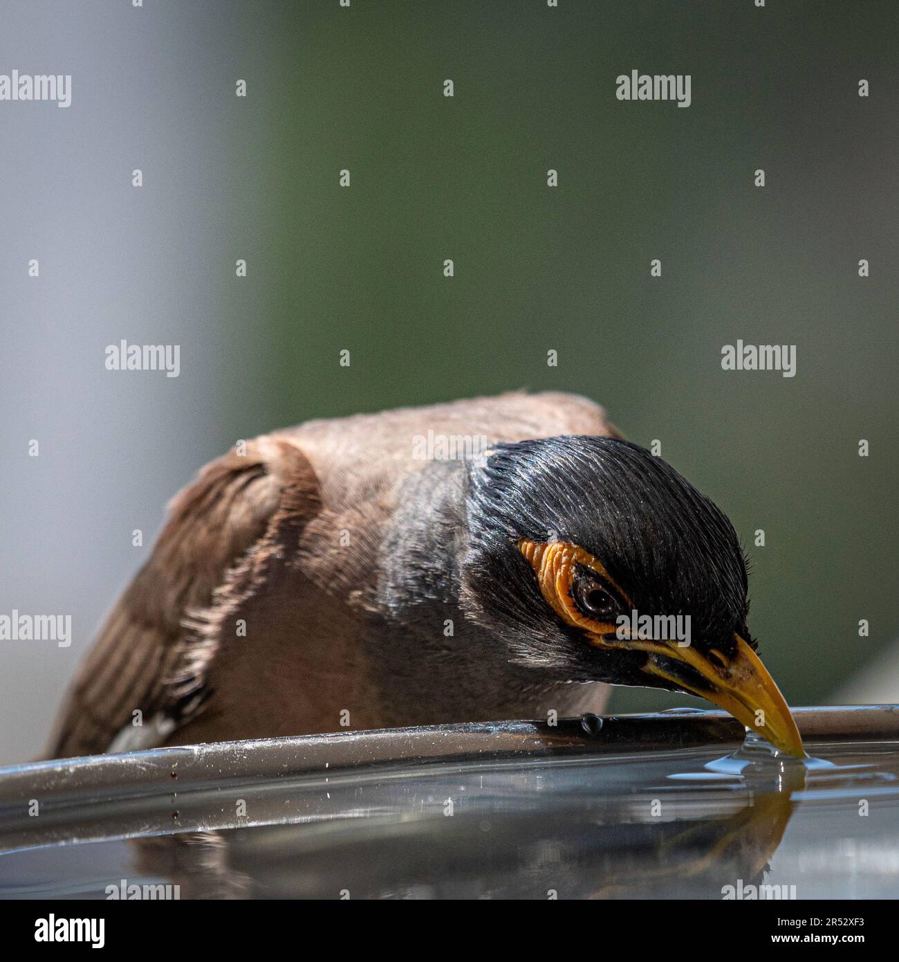 Isoliertes Nahporträt eines einzelnen reifen gewöhnlichen/indischen Myna-Vogels, der an einem heißen Sommertag in seiner häuslichen Umgebung kaltes Wasser trinkt Stockfoto