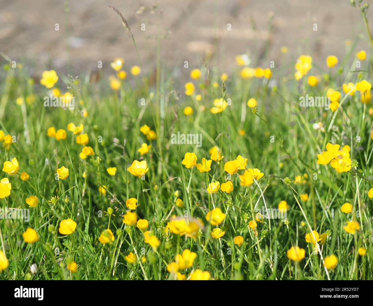 Sheerness, Kent, Großbritannien. 31. Mai 2023. Kent, ein Garten in Sheerness, wurde im Rahmen der Kampagne „No Mow Mai“ „wild“ gemacht. Wenn Gärten wild werden, kann dies positive Auswirkungen auf die Umwelt und das lokale Ökosystem haben und dazu beitragen, verschiedene Insekten und Tiere zu unterstützen. Kredit: James Bell/Alamy Live News Stockfoto