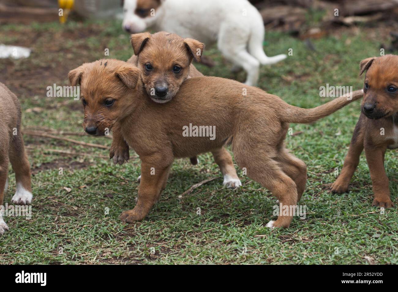 Hunde, Welpen, Hidden Vallley, KwaZulu-Natal, Südafrika Stockfoto
