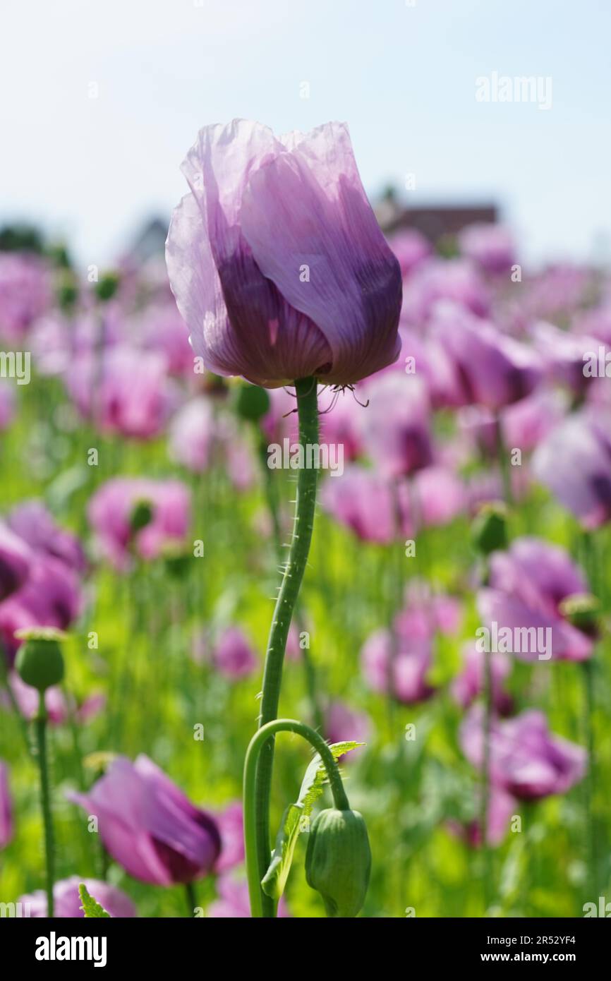 Papaver somniferum ist eine Blumenpflanzenart der Familie der Papaveraceae. Stockfoto