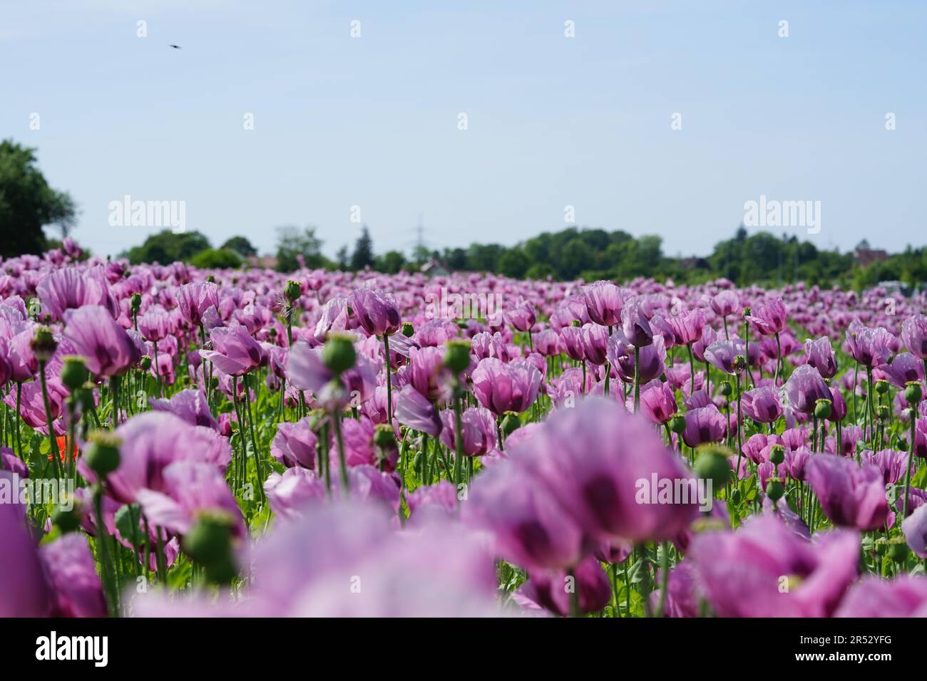 Papaver somniferum ist eine Blumenpflanzenart der Familie der Papaveraceae. Stockfoto