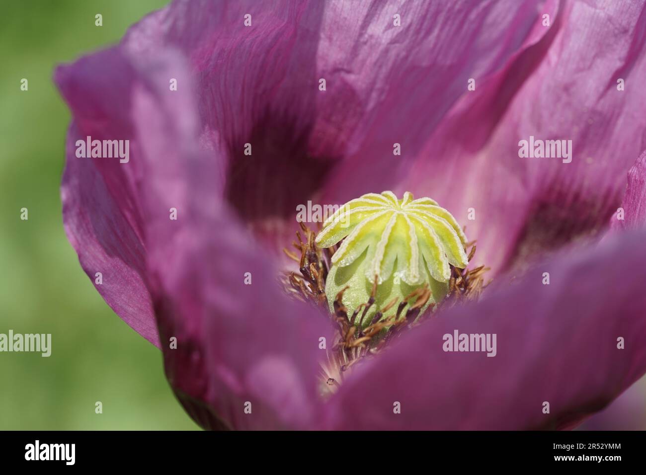 Papaver somniferum ist eine Blumenpflanzenart der Familie der Papaveraceae. [1] Es ist eine der ältesten Heilpflanzen. Stockfoto