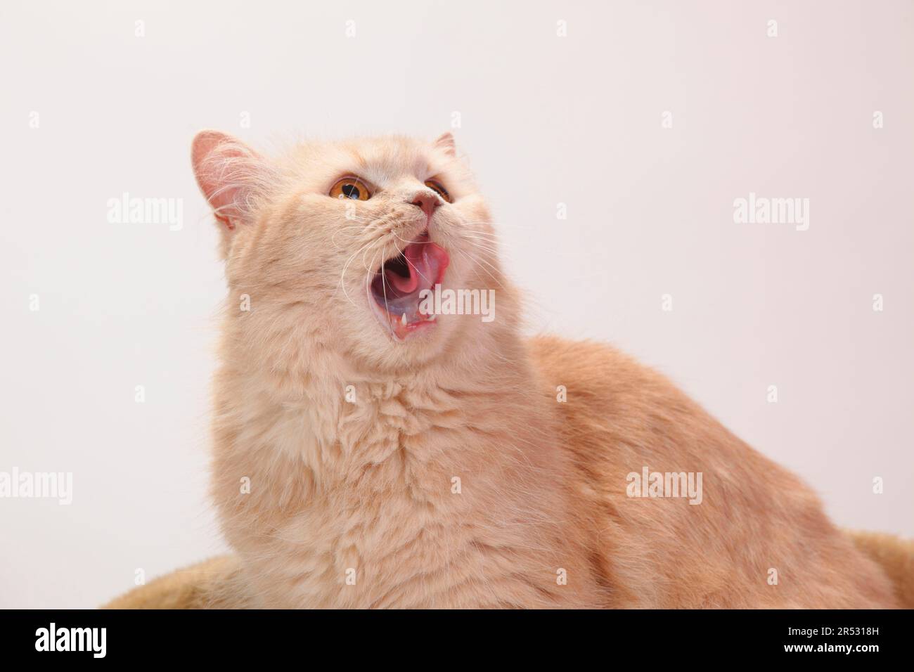 Britische Longhair-Katze, Creme, Highlander, Lowlander, Britanica Stockfoto