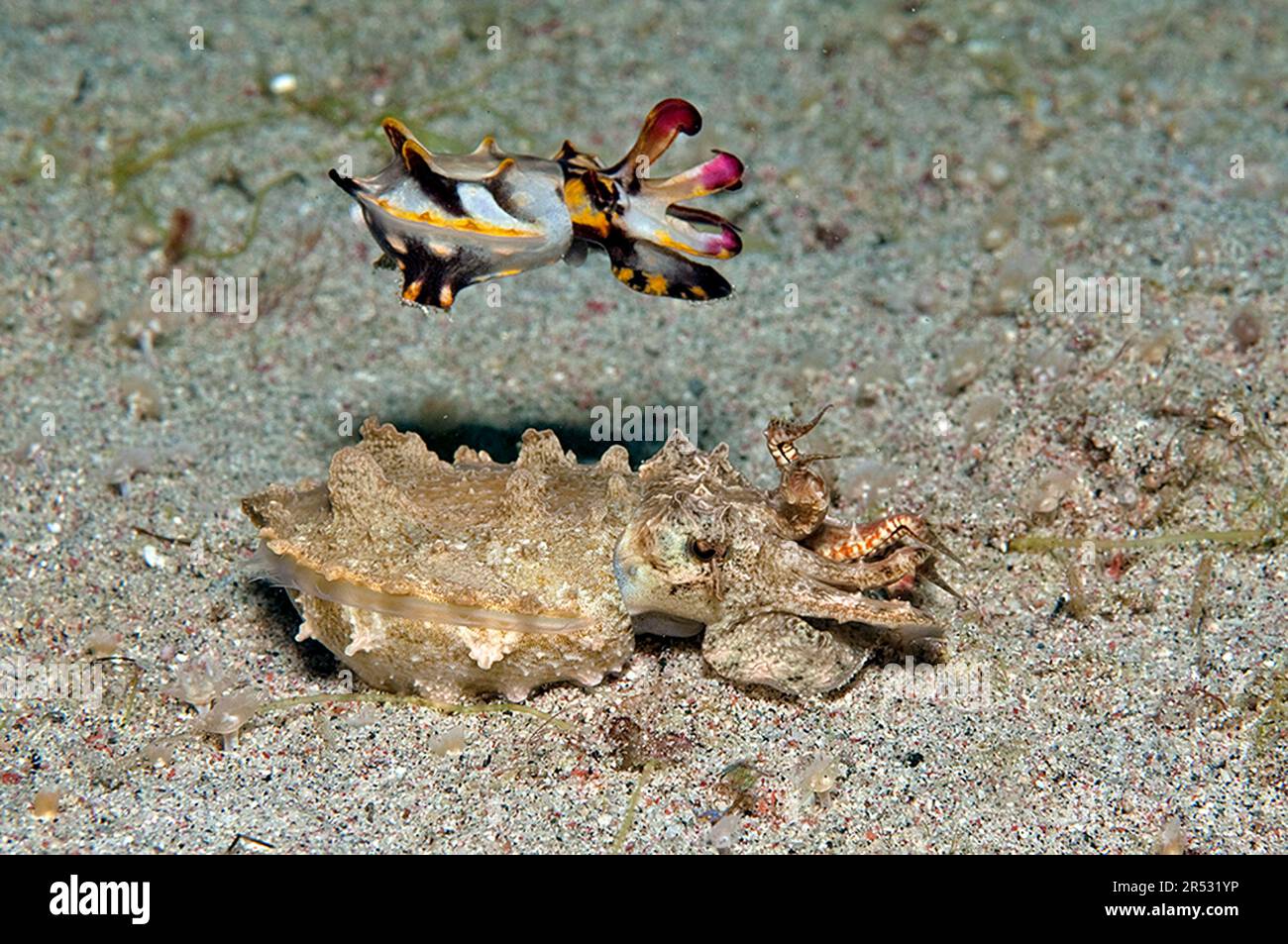 Extravagante Tintenfische (Metasepia pfefferi), männlich und weiblich, Flammensepie, extravagante Sepia Stockfoto