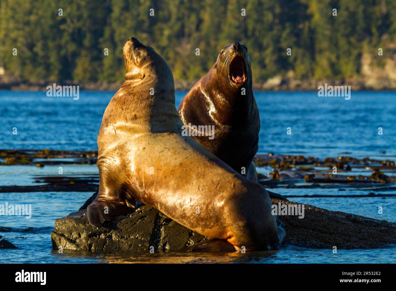 Steller Seelöwen (Eumetopias jubatus), Johnstone Strait, British Columbia, Steller Seelöwen, Steller Seelöwen, Kanada Stockfoto