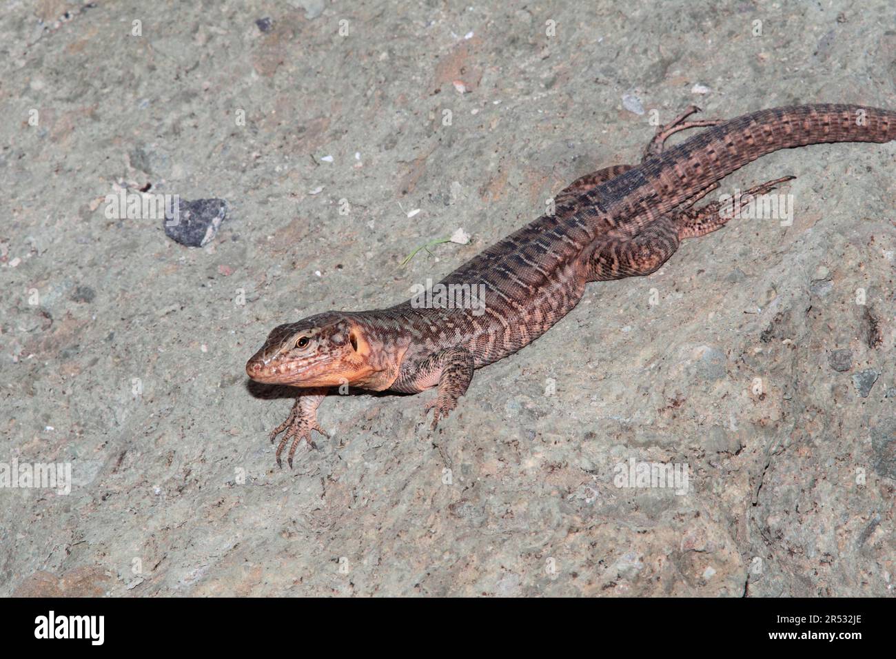 Gran Canaria Riesenechse (Gallotia stehlini), Eidechse Stockfoto