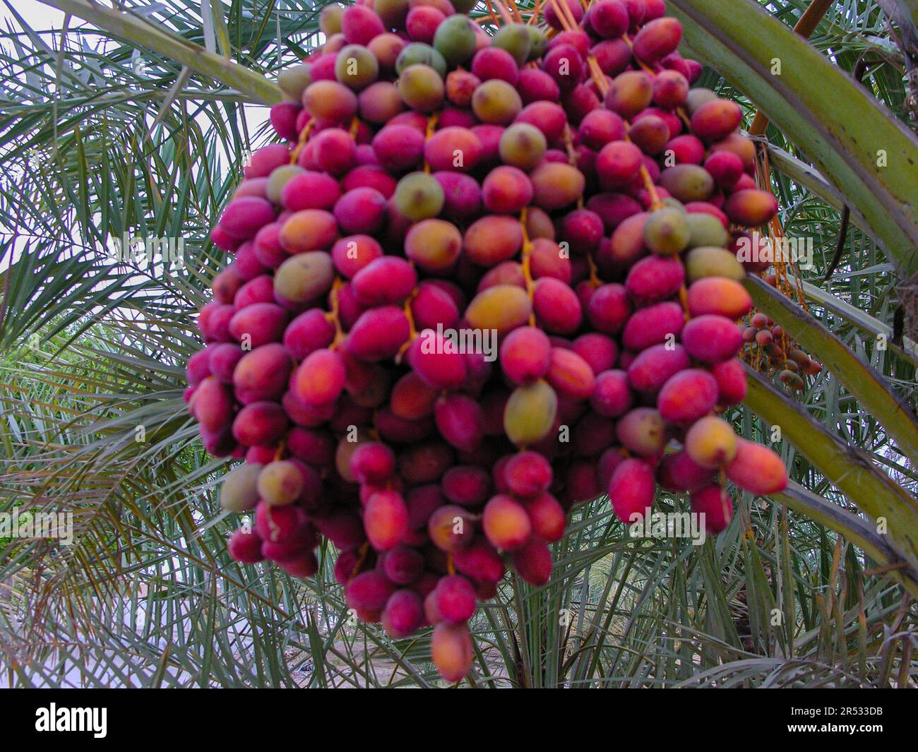 Dattelpalme mit einem Haufen Dates Stockfoto