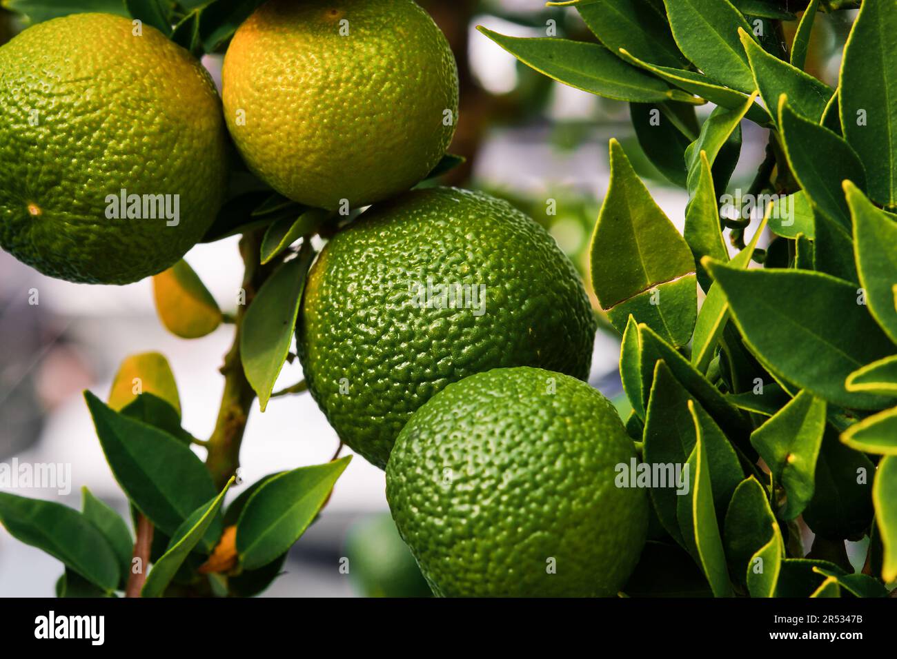 Tangerinen auf einem Baum im Garten, reifende Zitrusfrüchte auf dem Hof, selektiver Fokus auf den Früchten Stockfoto