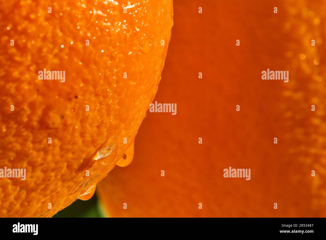 Nahaufnahme von Orangen in Tauftropfen bei hellem Sonnenlicht, selektiver Fokus, reife Zitrusfrüchte zum Frühstück und zum Entsaften Stockfoto