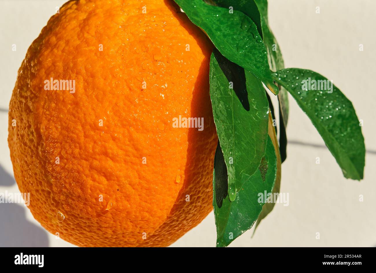 Reife orangefarbene Nahaufnahme in Tauflächen bei hellem Sonnenlicht, selektiver Fokus, reife Zitrusfrüchte zum Frühstück und zum Entsaften Stockfoto
