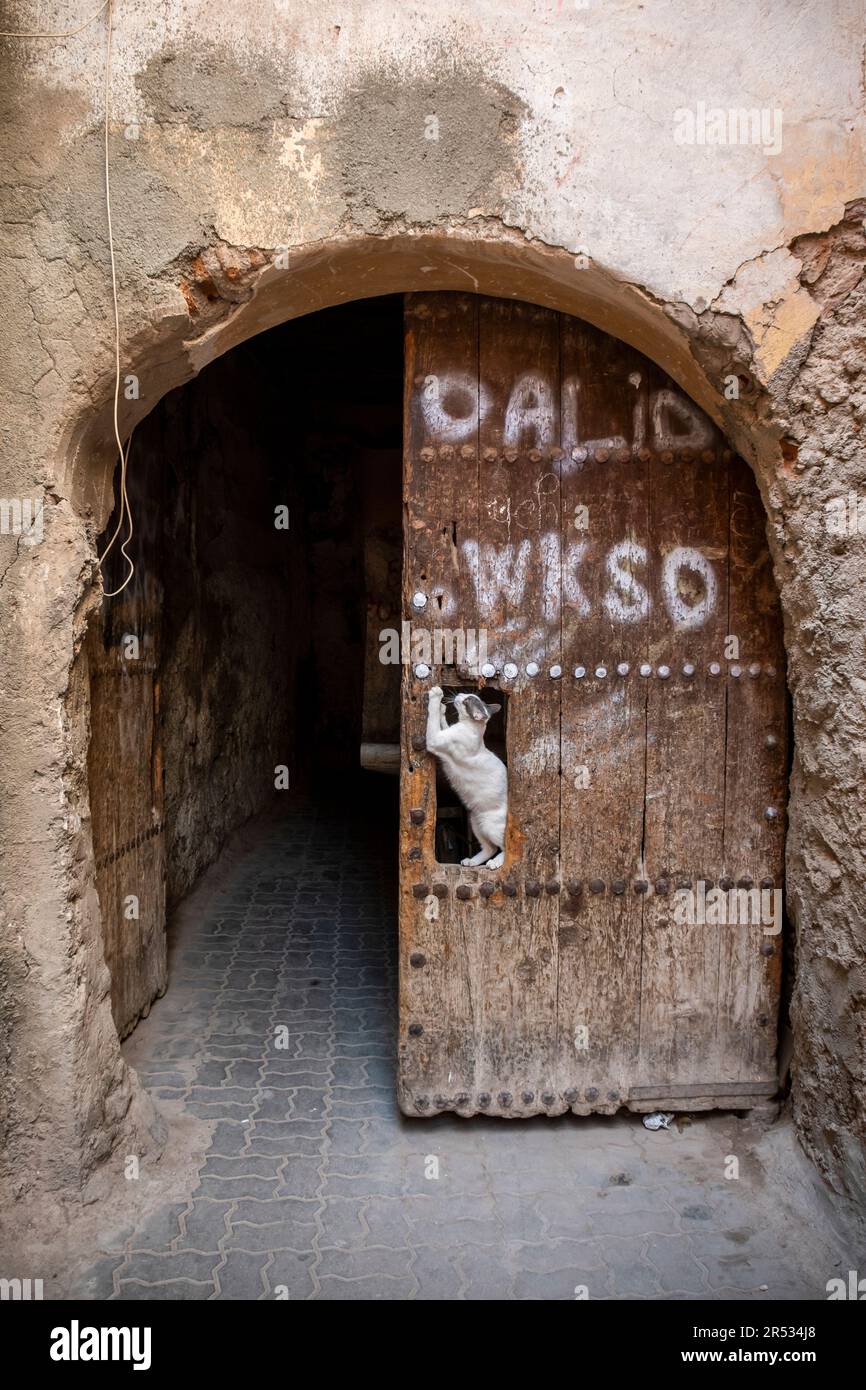 Eine Katze erstreckt sich in einer alten Tür der Altstadt von Marrakesch, Marokko Stockfoto