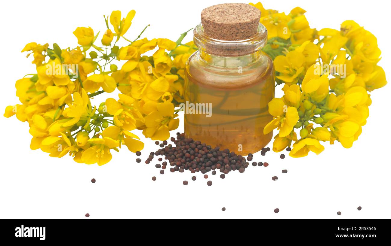 Eine Nahaufnahme von Senfblumen, Samen und Öl in einer Flasche Stockfoto